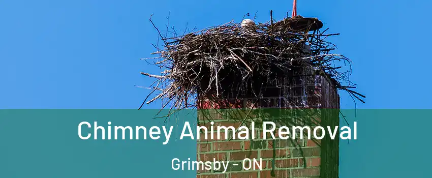 Chimney Animal Removal Grimsby - ON