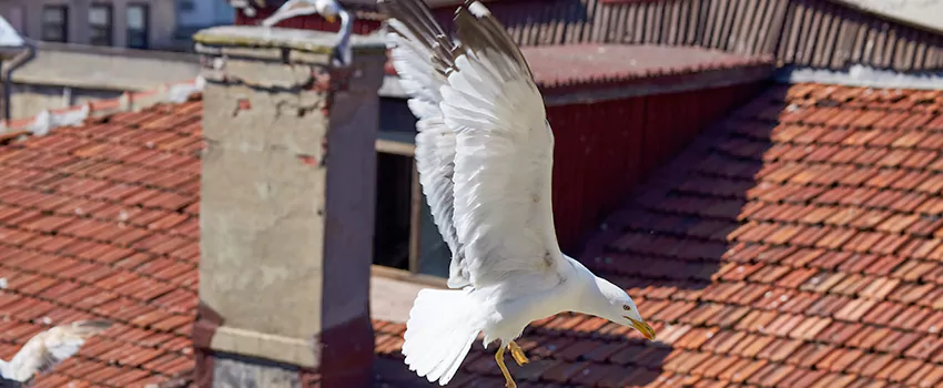 Residential Chimney Animal Removal Solution in Grimsby, ON